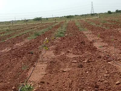 అగ్రికల్చర్ శ్రీ గ్రంధం ఎర చందనం మహా గాని మొక్కలు మొత్తం 96 పాట దారు పాసుబుక్ మరియు అడంగల్ లో నమోదు రిజిస్ట్రేషన్ 12 సంవత్సరా లు పేపకం కస్టమర్ కి 60% కౌలుదారినికి 40% లాభాలు చక్కటి వాతావరణం లో మొక్కలు పెరుగుదలకు చుట్టూ సోలార్