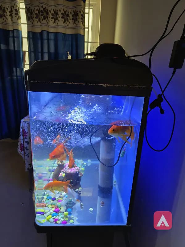 25 ltr fish aquarium