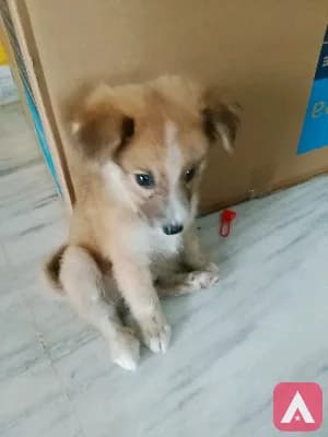 this is pamarion breed 2 months baby