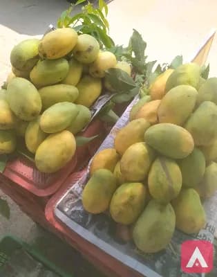 organic mangoes