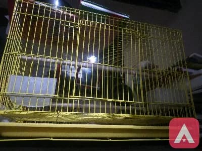 bird 2 pairs of zebra finches avilable breeding pairs with 1.5ft cgae